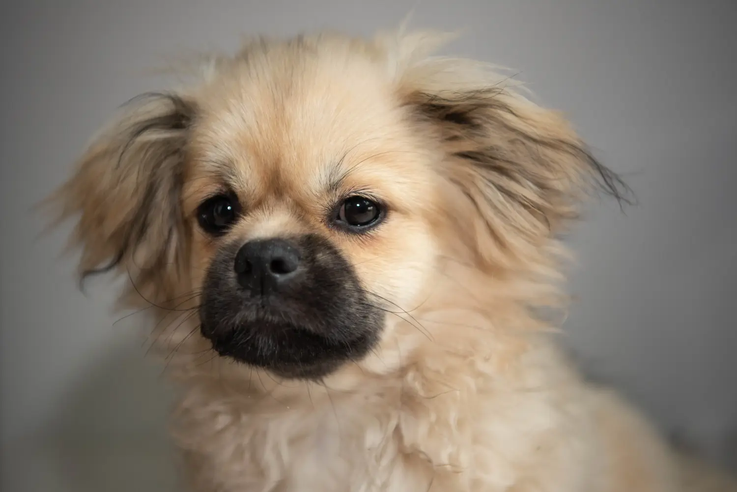 Buying a Tibetan spaniel puppy means taking responsibility! Buy Tibetan spaniel puppies.