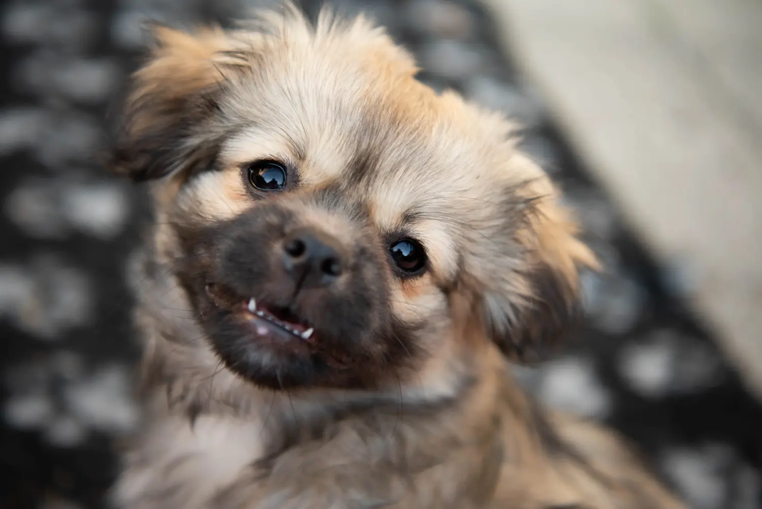 Buying a Tibetan spaniel puppy means taking responsibility! Buy Tibetan spaniel puppies.