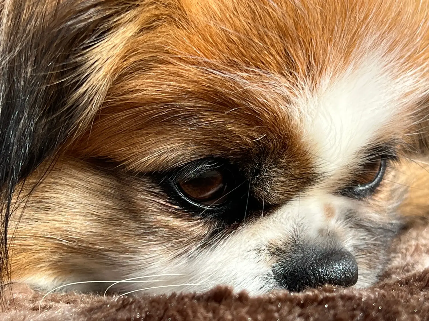 Buying a Tibetan spaniel puppy means taking responsibility! Buy Tibetan spaniel puppies.