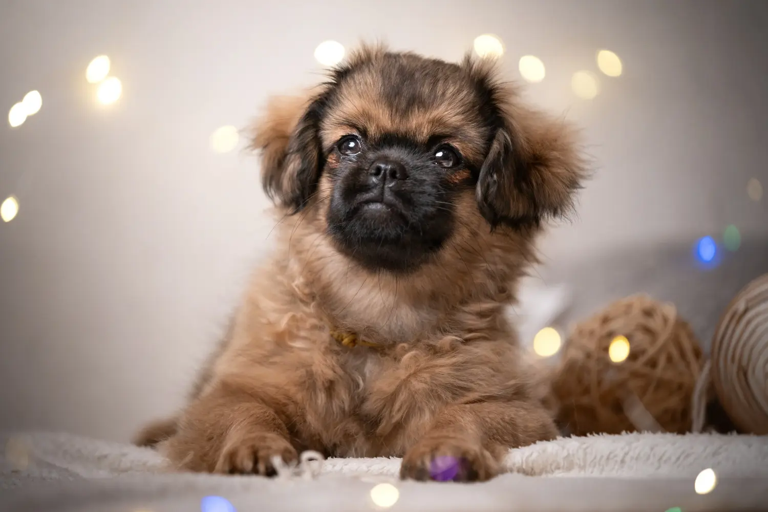 Buying a Tibetan spaniel puppy means taking responsibility! Buy Tibetan spaniel puppies.