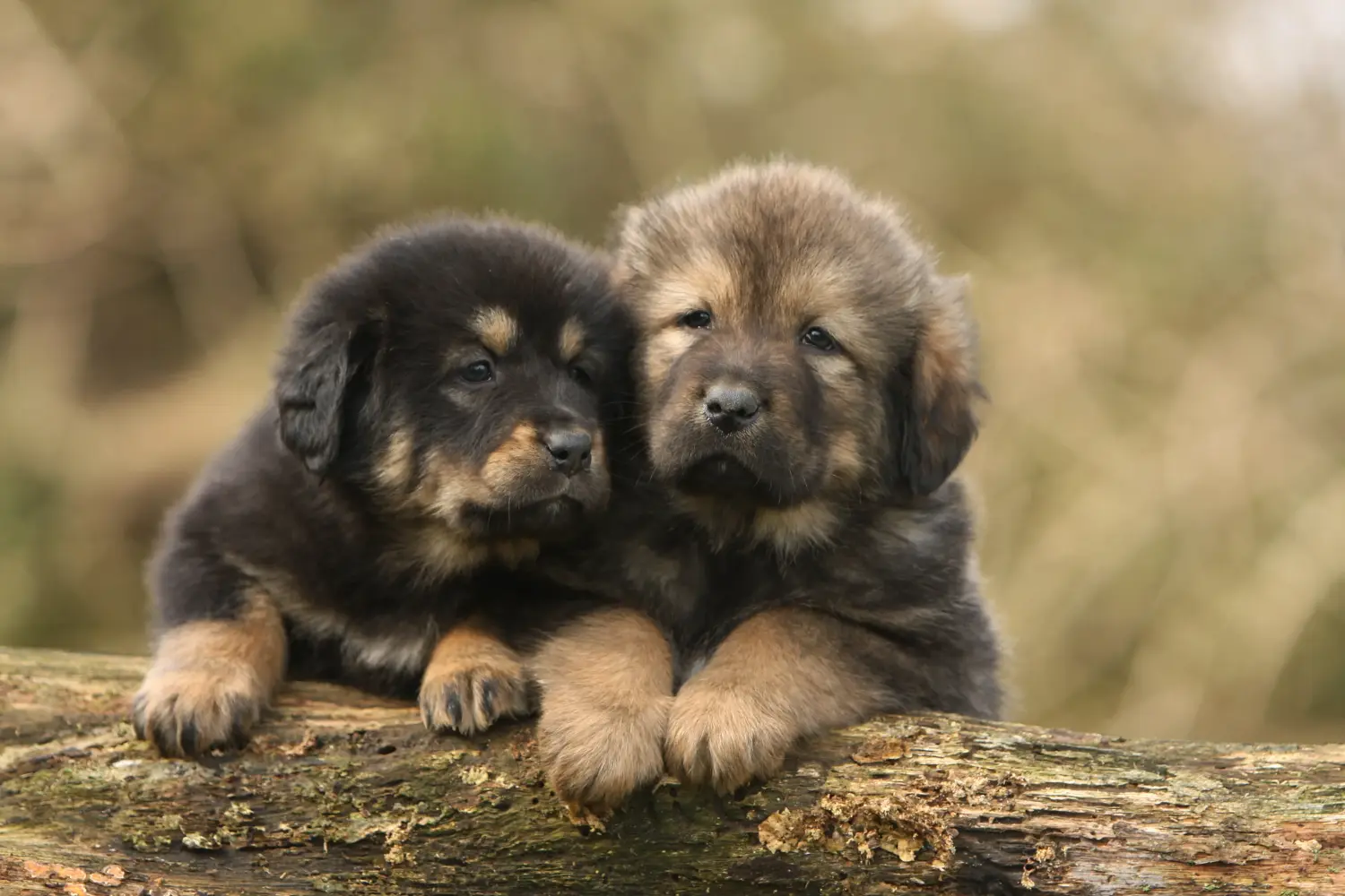 Buying a Tibetan Mastiff puppy means taking responsibility! Buy Tibetan Mastiff puppies.