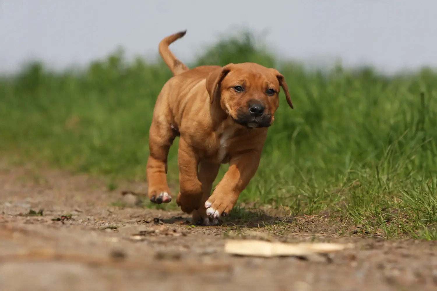 Buying a Tosa puppy means taking responsibility! Buy Tosa puppies.
