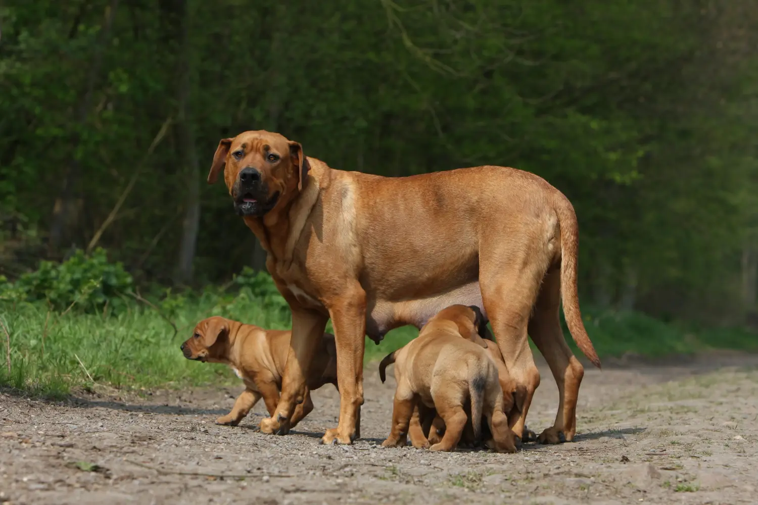 Buying a Tosa puppy means taking responsibility! Buy Tosa puppies.