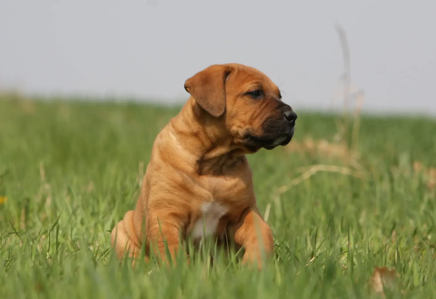Buying a Tosa puppy means taking responsibility! Buy Tosa puppies.