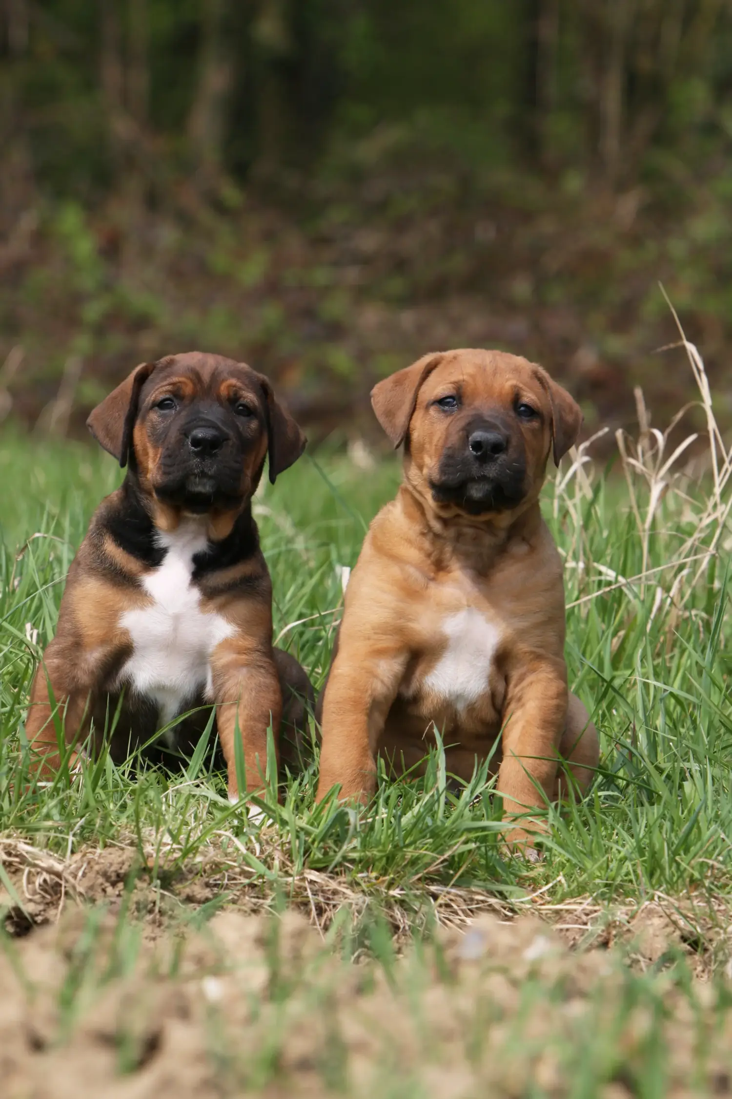 Buying a Tosa puppy means taking responsibility! Buy Tosa puppies.