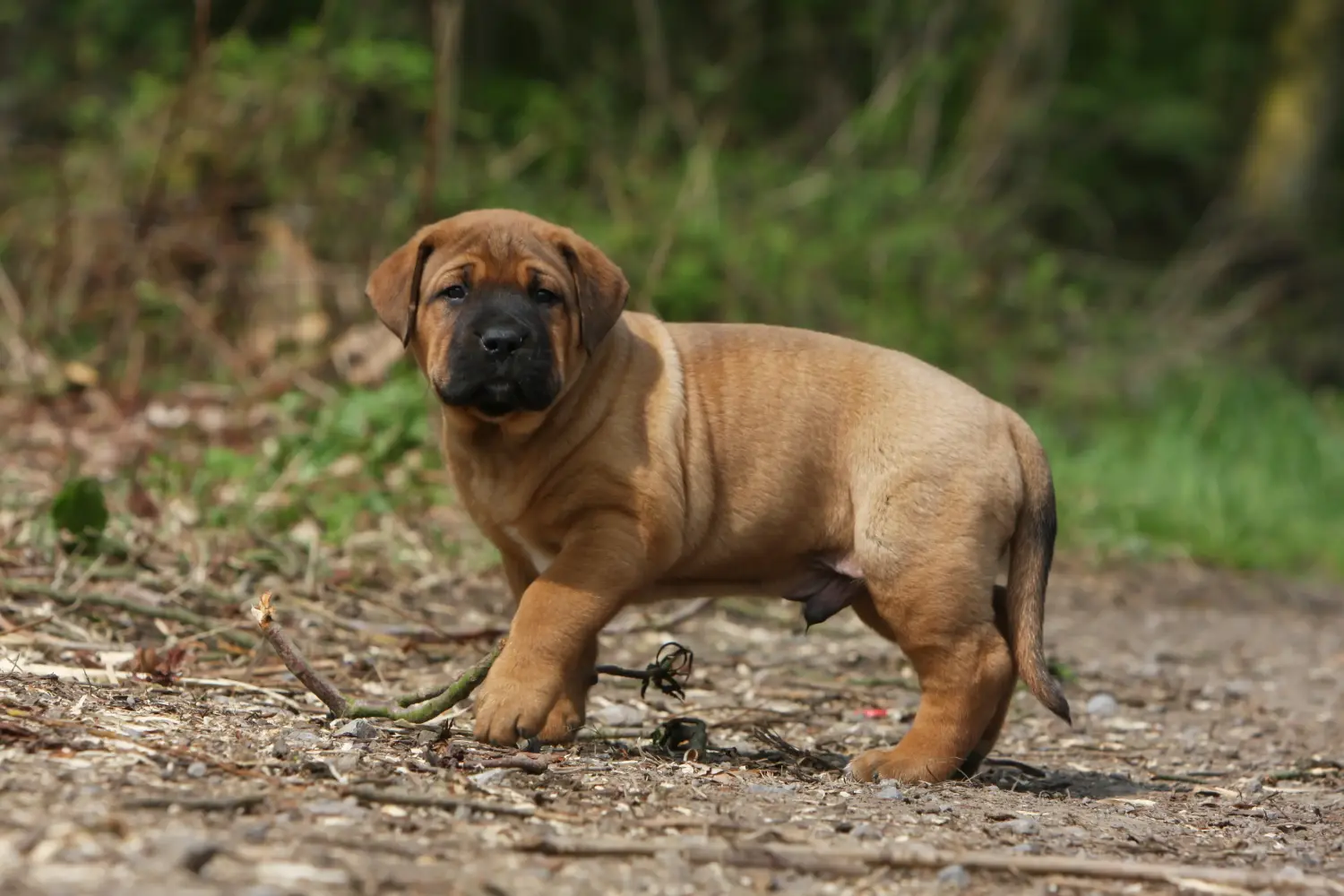 Buying a Tosa puppy means taking responsibility! Buy Tosa puppies.
