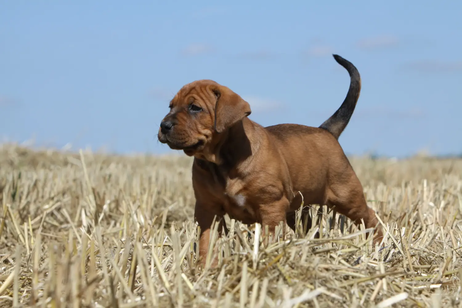 Buying a Tosa puppy means taking responsibility! Buy Tosa puppies.