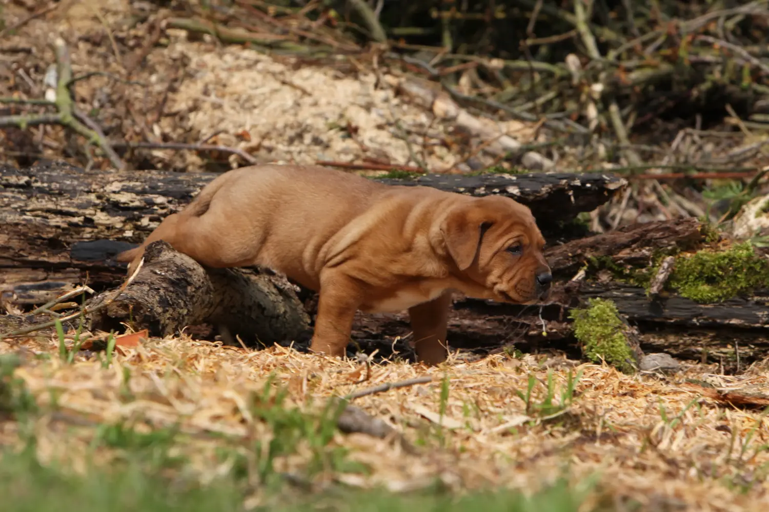 Buying a Tosa puppy means taking responsibility! Buy Tosa puppies.