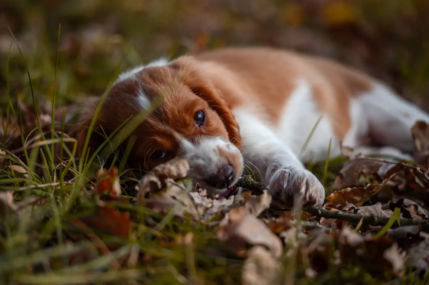 Buying a Welsh Springer Spaniel puppy means taking responsibility! Buy Welsh Springer Spaniel puppies.