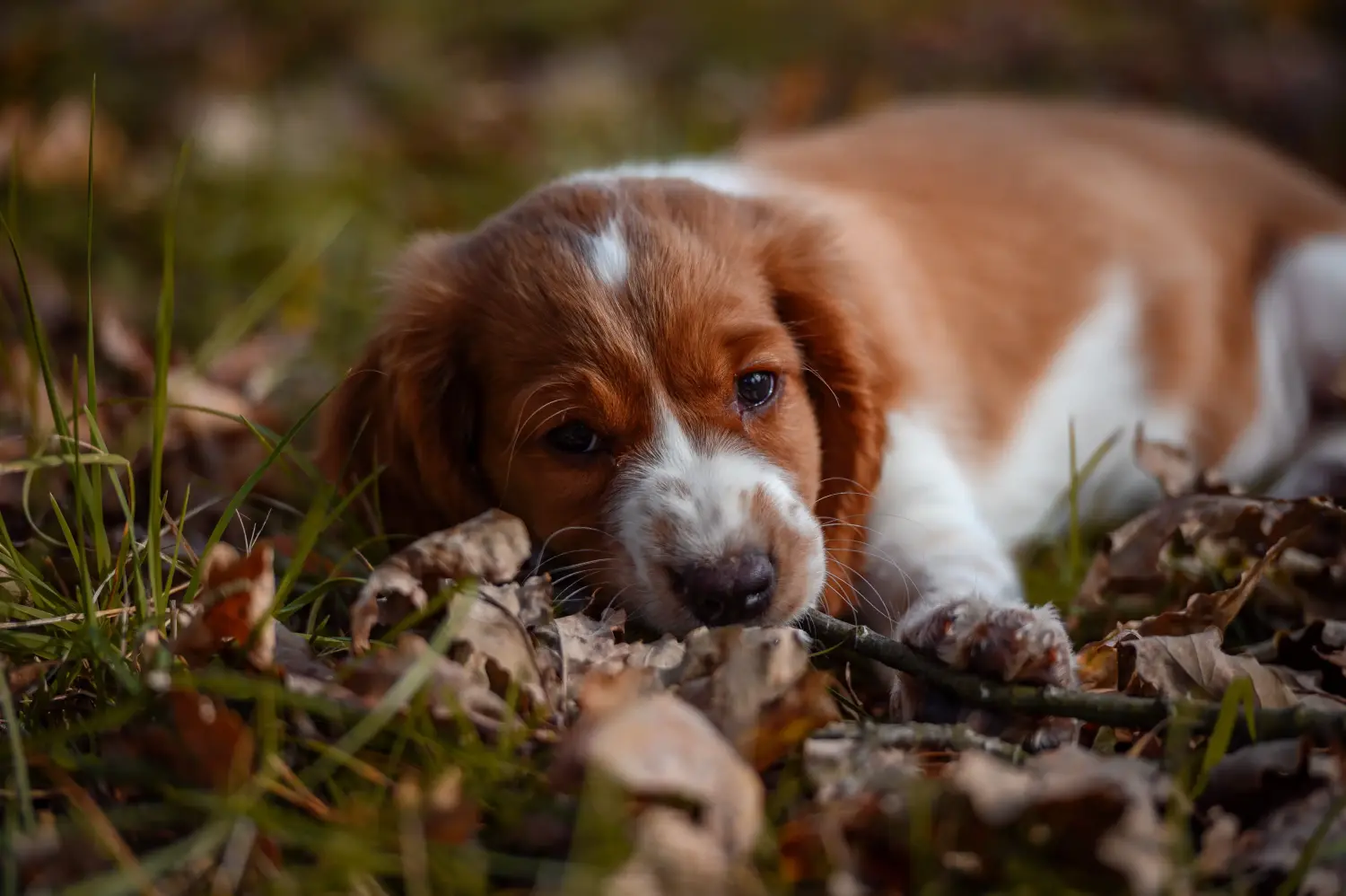 Buying a Welsh Springer Spaniel puppy means taking responsibility! Buy Welsh Springer Spaniel puppies.