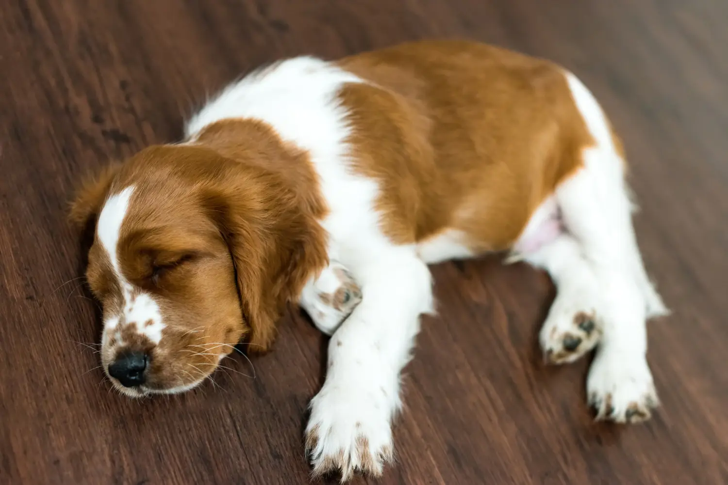 Buying a Welsh Springer Spaniel puppy means taking responsibility! Buy Welsh Springer Spaniel puppies.