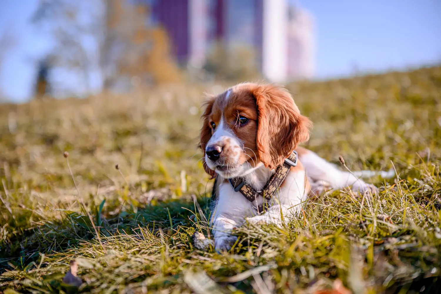 Buying a Welsh Springer Spaniel puppy means taking responsibility! Buy Welsh Springer Spaniel puppies.