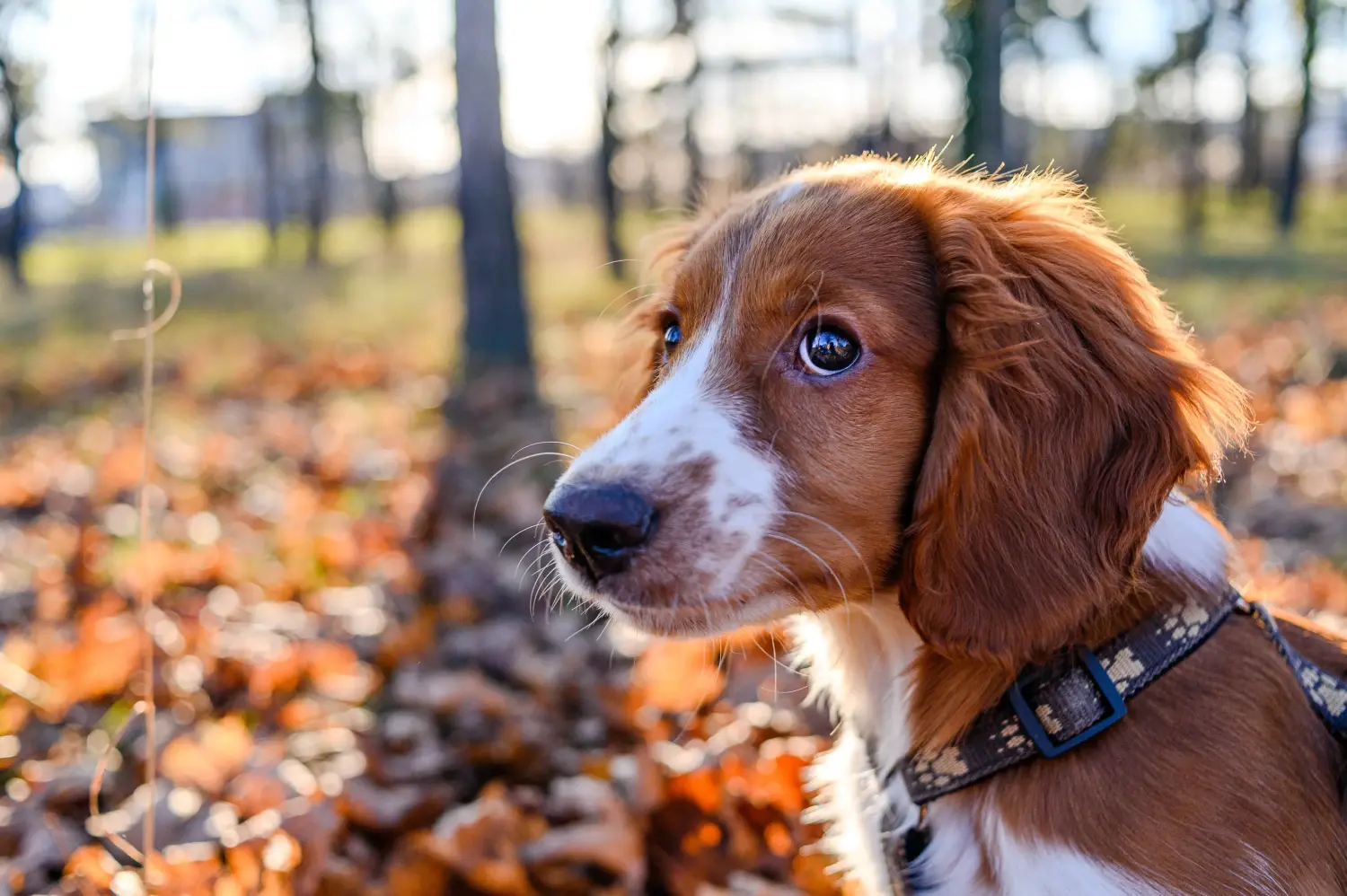 Buying a Welsh Springer Spaniel puppy means taking responsibility! Buy Welsh Springer Spaniel puppies.