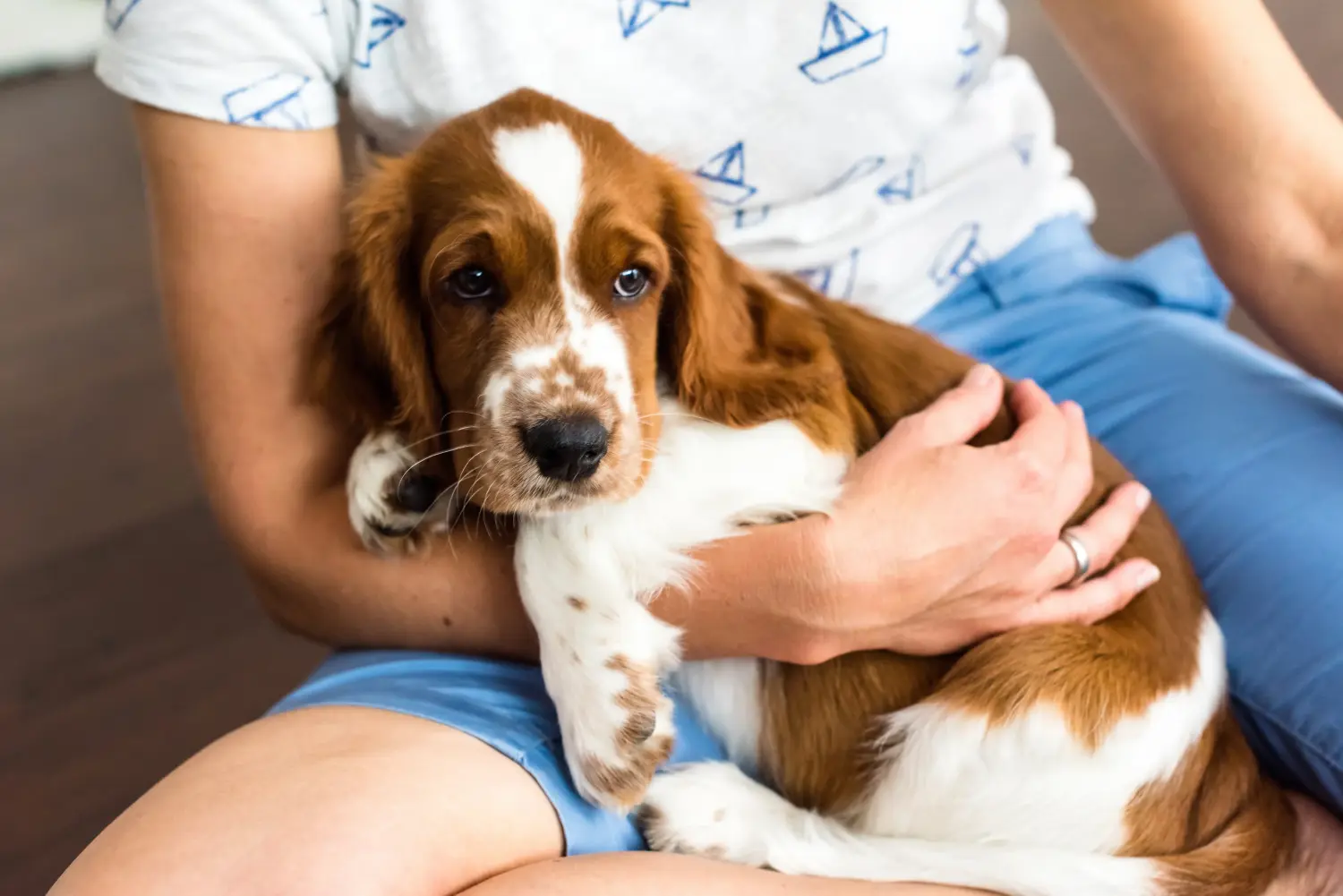 Buying a Welsh Springer Spaniel puppy means taking responsibility! Buy Welsh Springer Spaniel puppies.