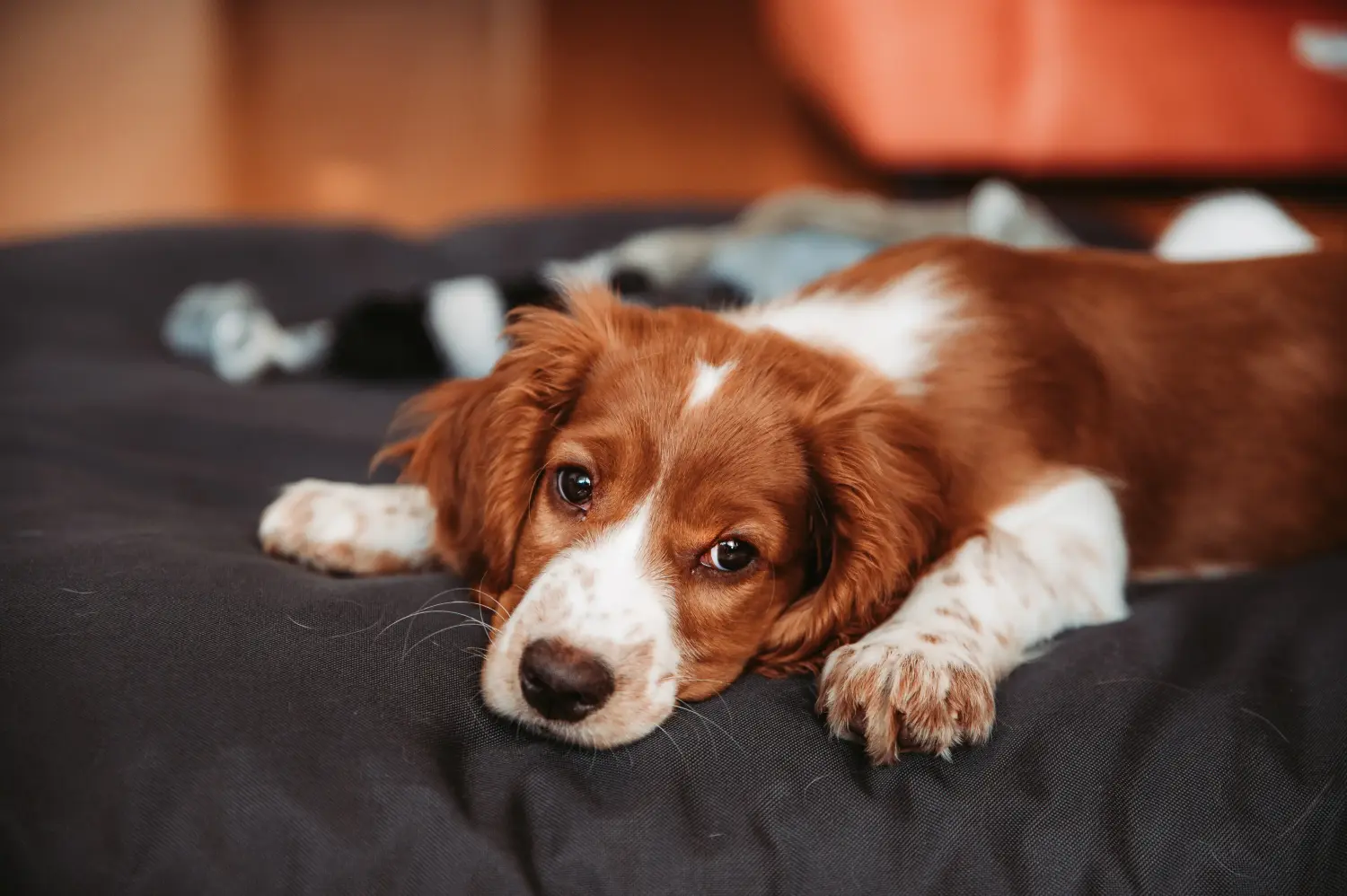 Buying a Welsh Springer Spaniel puppy means taking responsibility! Buy Welsh Springer Spaniel puppies.