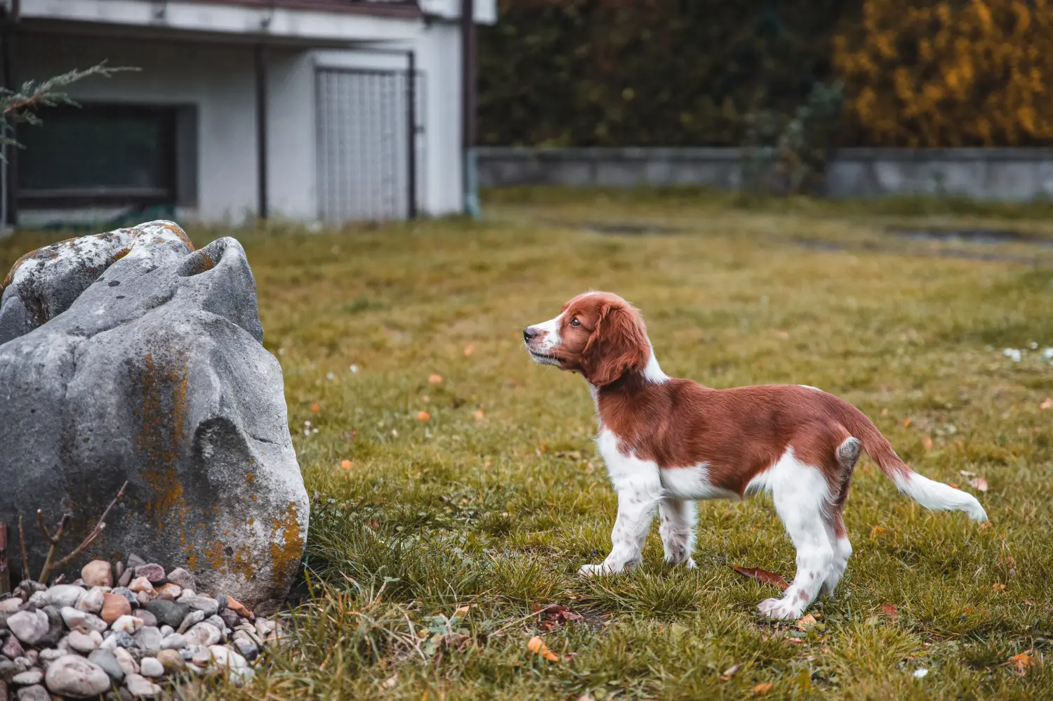 Buying a Welsh Springer Spaniel puppy means taking responsibility! Buy Welsh Springer Spaniel puppies.