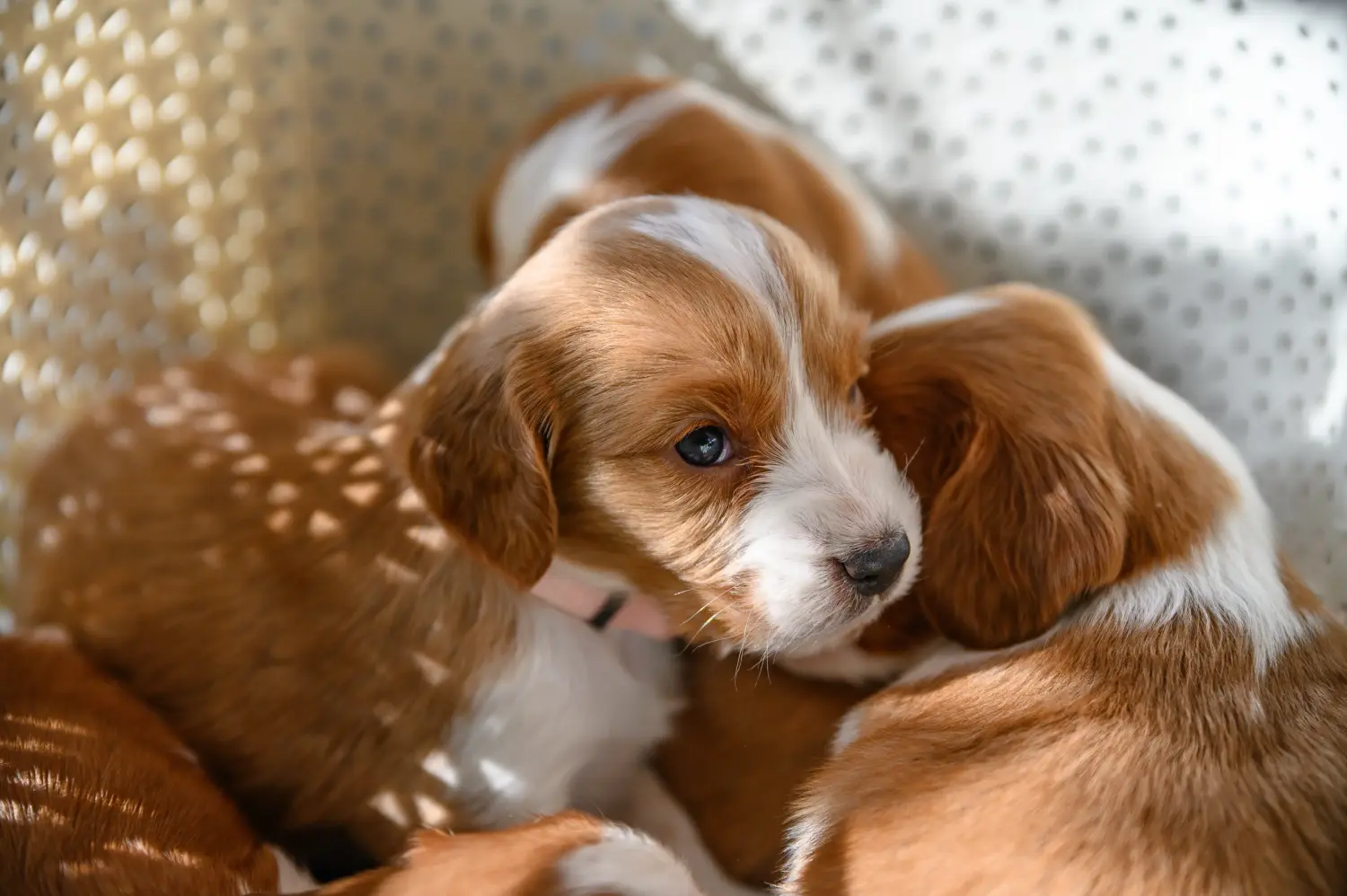 Buying a Welsh Springer Spaniel puppy means taking responsibility! Buy Welsh Springer Spaniel puppies.