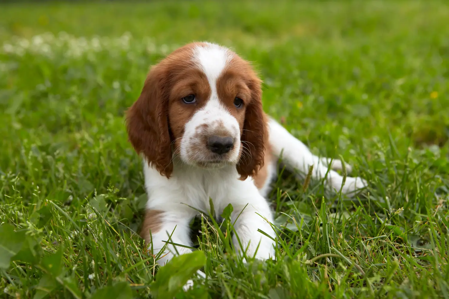 Buying a Welsh Springer Spaniel puppy means taking responsibility! Buy Welsh Springer Spaniel puppies.