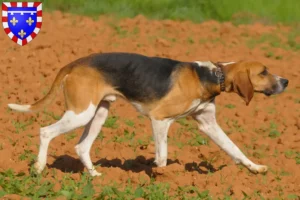 Read more about the article Anglo-Français de Petite Vénerie breeders and puppies in Centre-Val de Loire