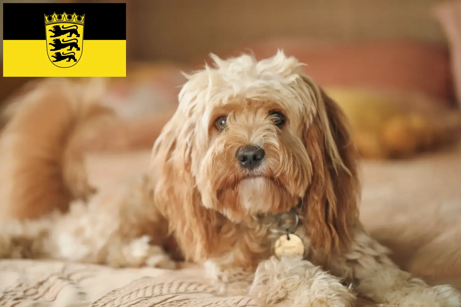 Cavoodle puppies and breeders Baden-Württemberg Here you can find Cavoodles breeders in Baden-Württemberg.