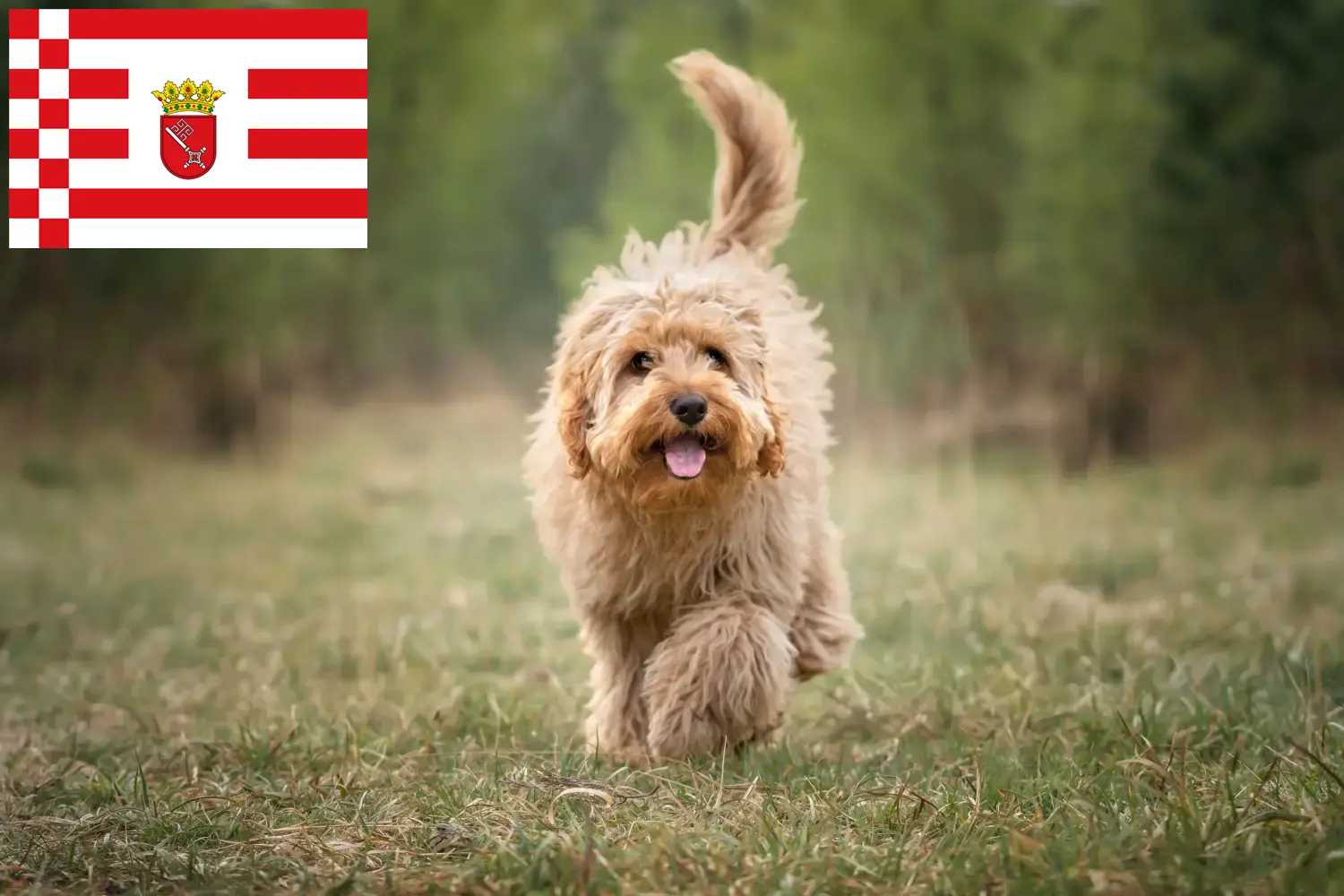 Cavoodle puppies and breeders Bremen Here you can find Cavoodles breeders in Bremen.