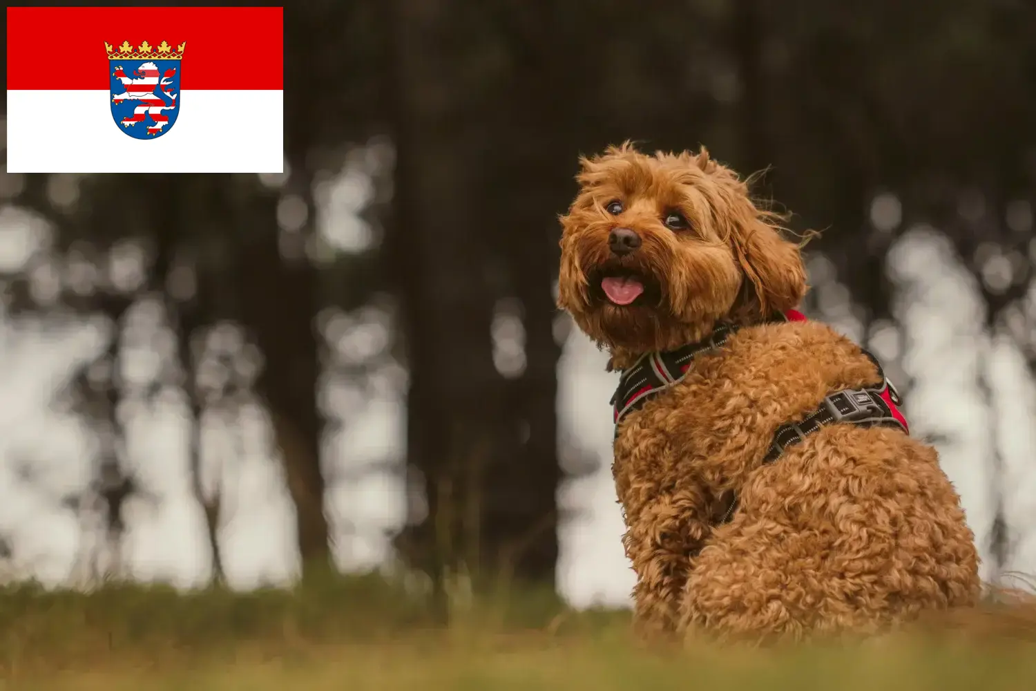 Cavoodle puppies and breeders Hesse Here you can find Cavoodles breeders in Hessen.