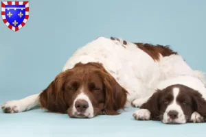 Read more about the article Drentse Patrijshond breeders and puppies in Centre-Val de Loire
