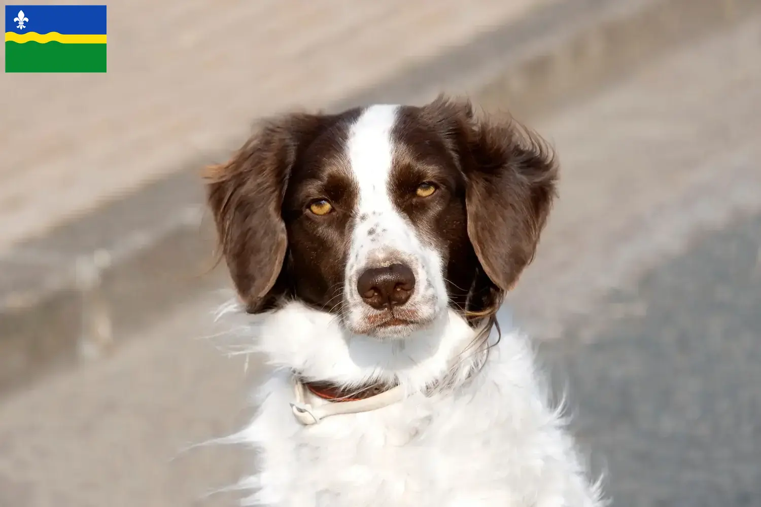 Drentse Patrijshond puppies and breeders Flevoland Here you will find Drentse Patrijshonds breeders in Flevoland.