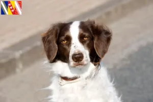 Read more about the article Drentse Patrijshond breeders and puppies in Grand Est