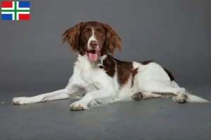 Read more about the article Drentse Patrijshond breeders and puppies in Groningen