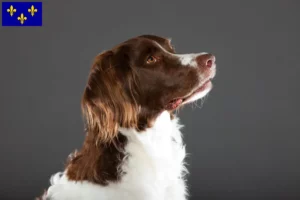 Read more about the article Drentse Patrijshond breeders and puppies in Île-de-France