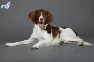 Read more about the article Drentse Patrijshond breeders and puppies in Nordjylland