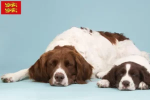 Read more about the article Drentse Patrijshond breeders and puppies in Normandy