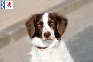 Read more about the article Drentse Patrijshond breeders and puppies in Nouvelle-Aquitaine