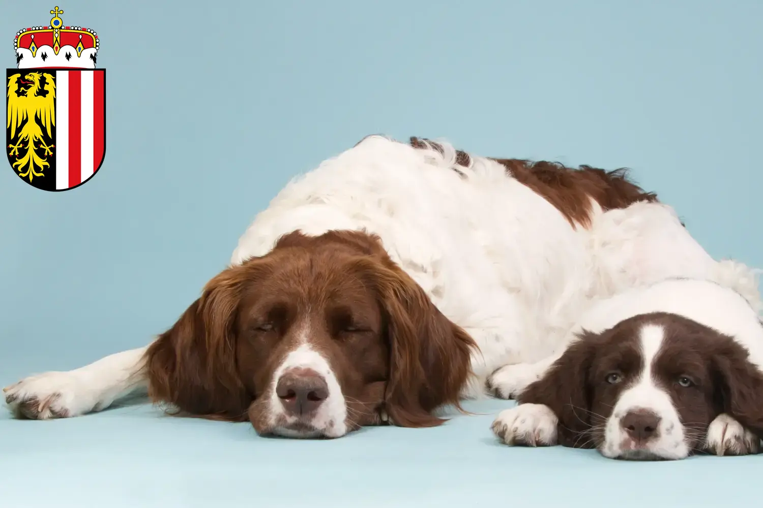 Drentse Patrijshond puppies and breeders Upper Austria Here you can find Drentse Patrijshonds breeders in Upper Austria.