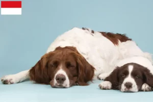 Read more about the article Drentse Patrijshond breeders and puppies in Vienna