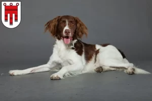 Read more about the article Drentse Patrijshond breeders and puppies in Vorarlberg
