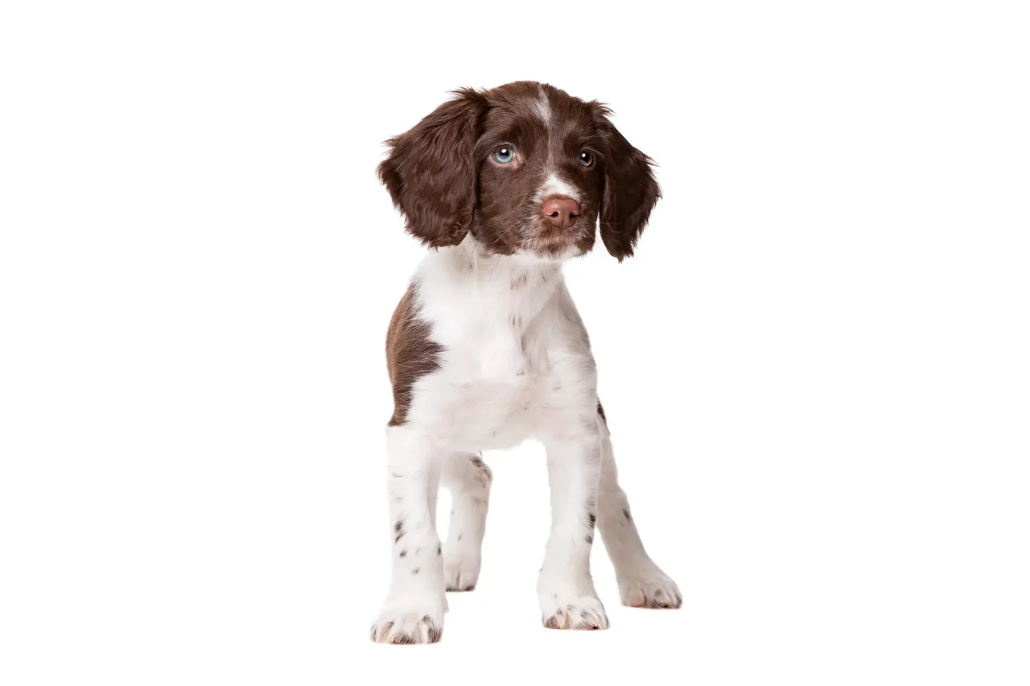 Buying a Drentse Patrijshond puppy means taking responsibility! Buy Drentse Patrijshond puppies.