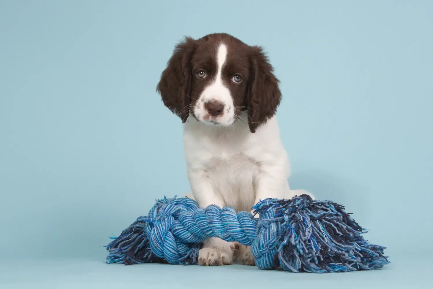 Buying a Drentse Patrijshond puppy means taking responsibility! Buy Drentse Patrijshond puppies.