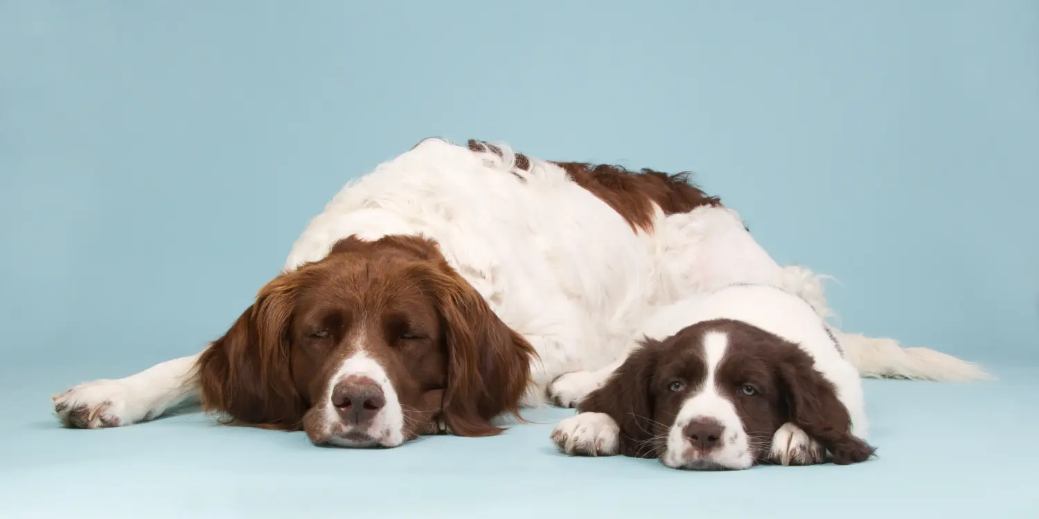 Buying a Drentse Patrijshond puppy means taking responsibility! Buy Drentse Patrijshond puppies.