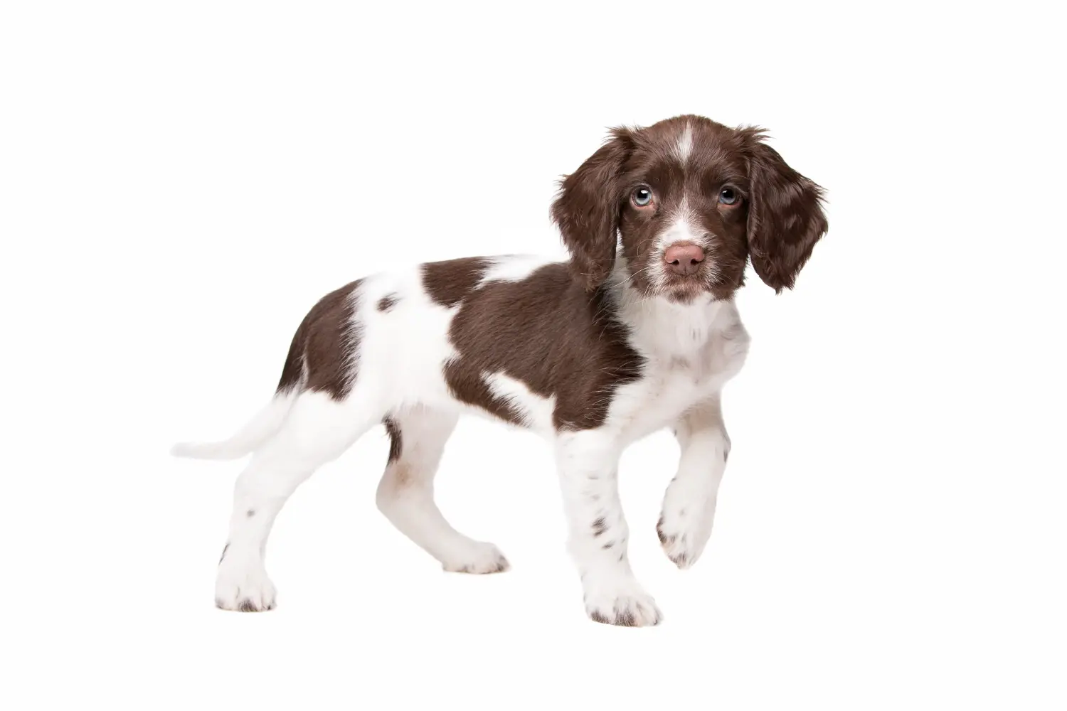 Buying a Drentse Patrijshond puppy means taking responsibility! Buy Drentse Patrijshond puppies.