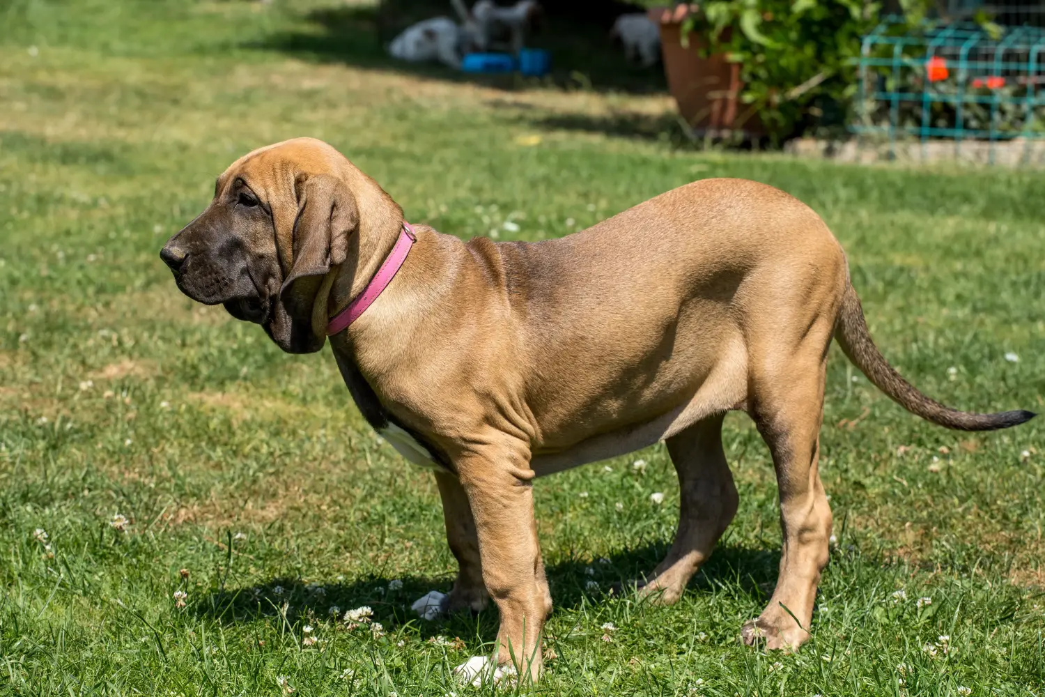 Buying a Fila Brasileiro puppy means taking responsibility! Buy Fila Brasileiro puppies.