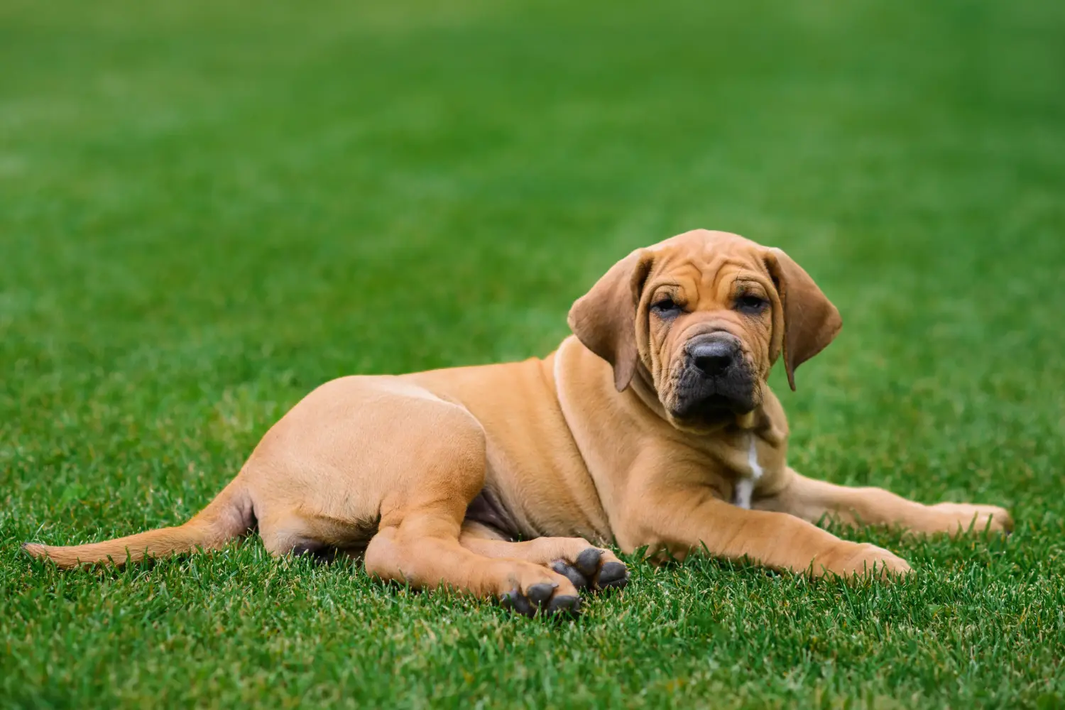 Buying a Fila Brasileiro puppy means taking responsibility! Buy Fila Brasileiro puppies.