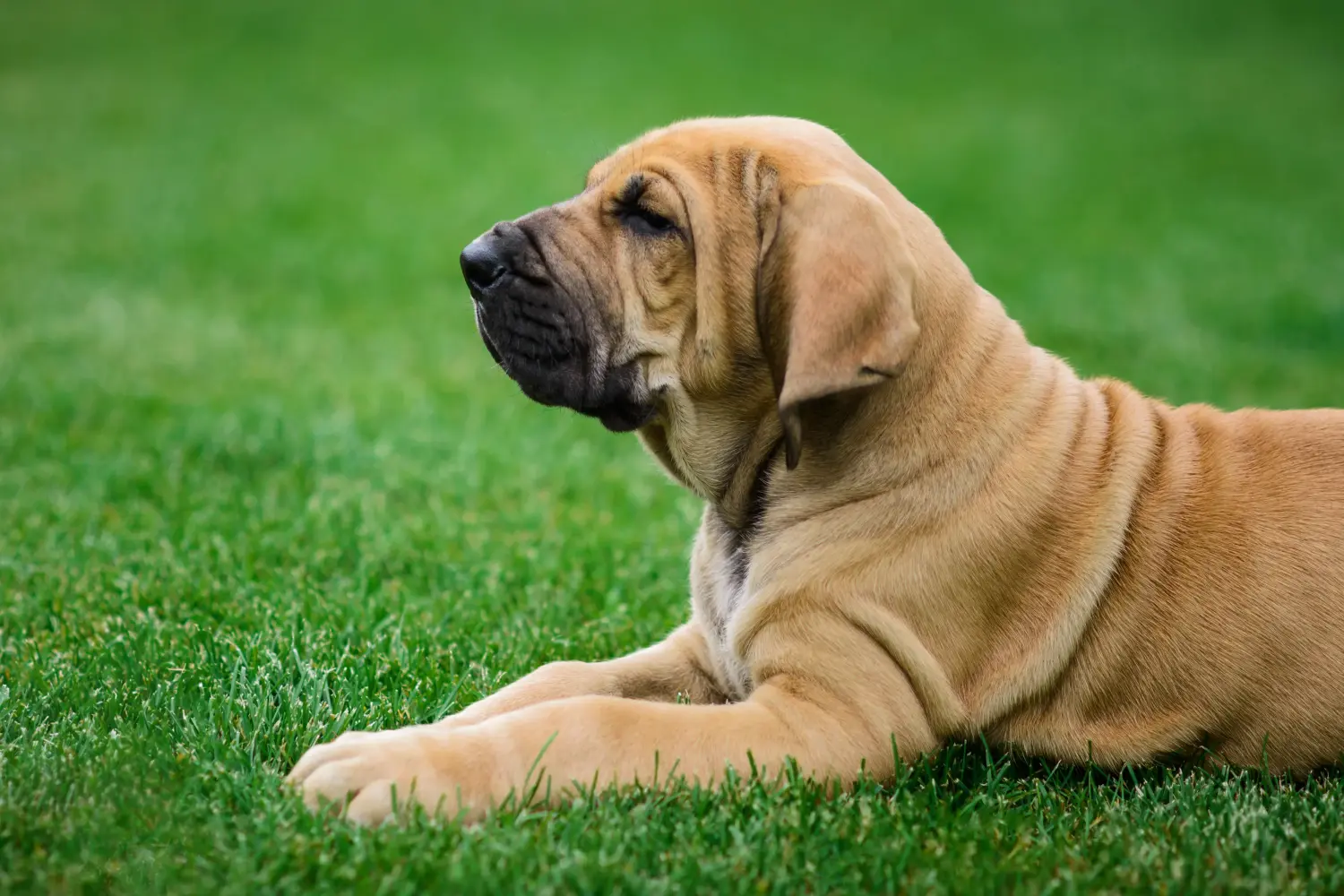 Buying a Fila Brasileiro puppy means taking responsibility! Buy Fila Brasileiro puppies.