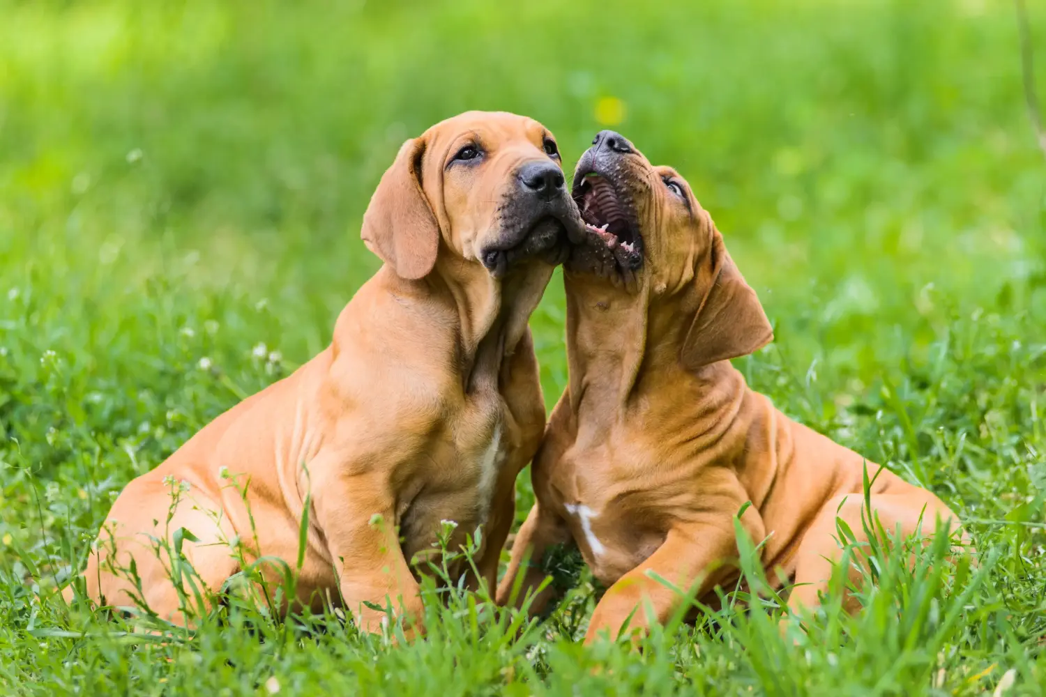 Buying a Fila Brasileiro puppy means taking responsibility! Buy Fila Brasileiro puppies.