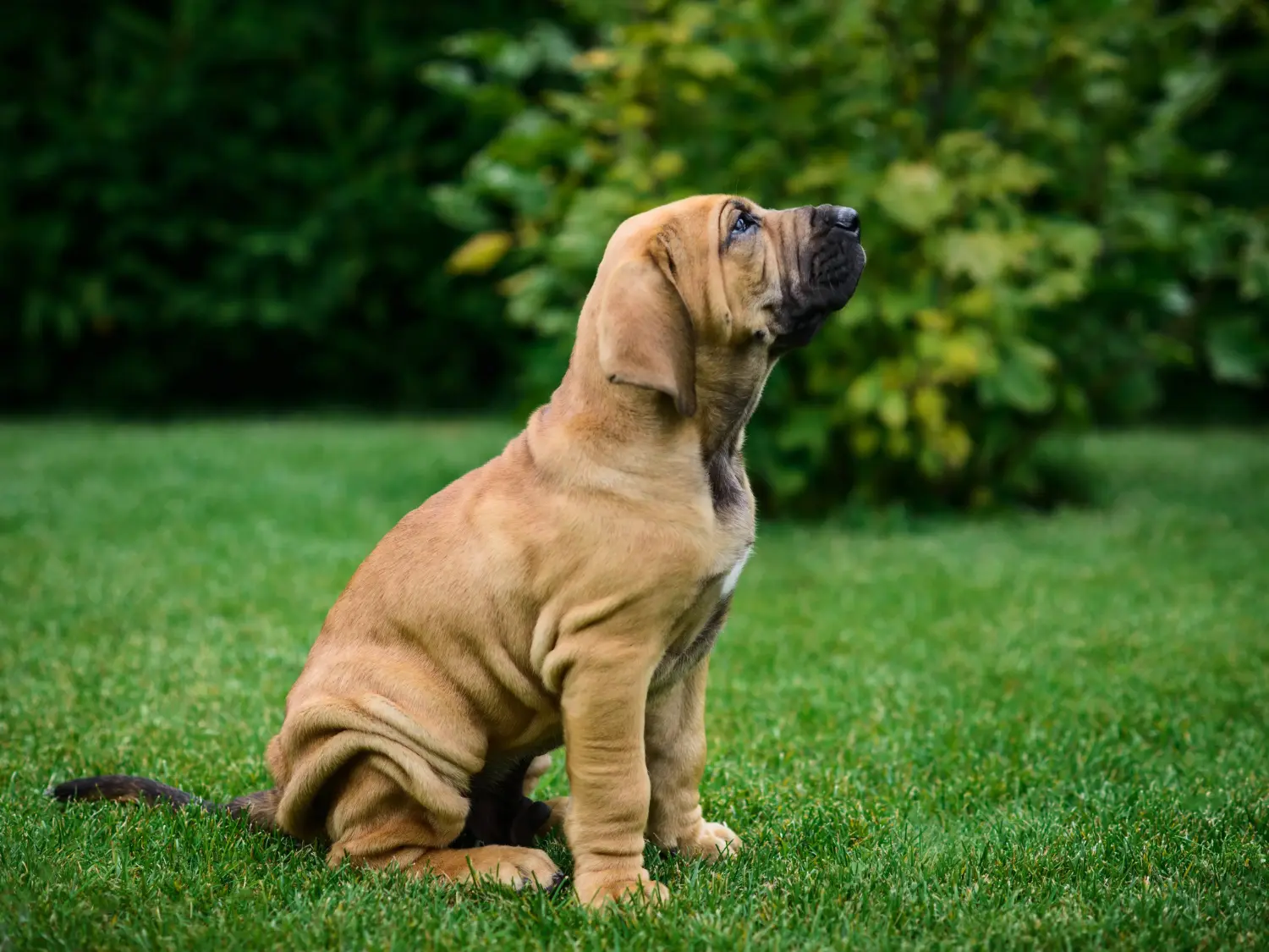 Buying a Fila Brasileiro puppy means taking responsibility! Buy Fila Brasileiro puppies.