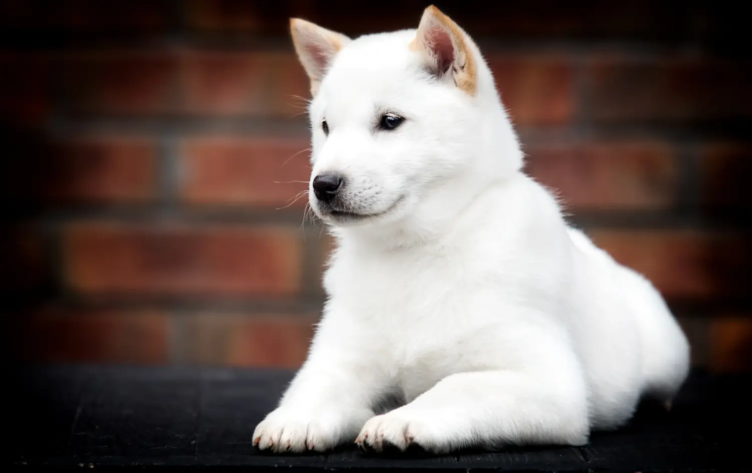 Buying a Hokkaido puppy means taking responsibility! Buy Hokkaido puppies.