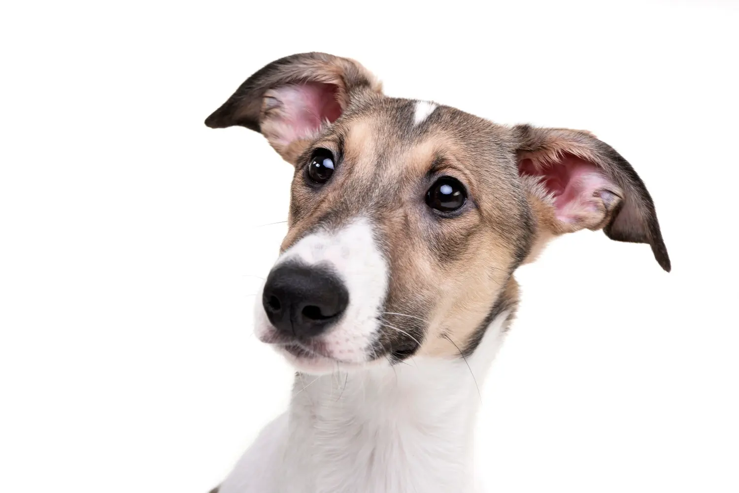 Buying a Magyar Agar puppy means taking responsibility! Buy Magyar Agar puppies.
