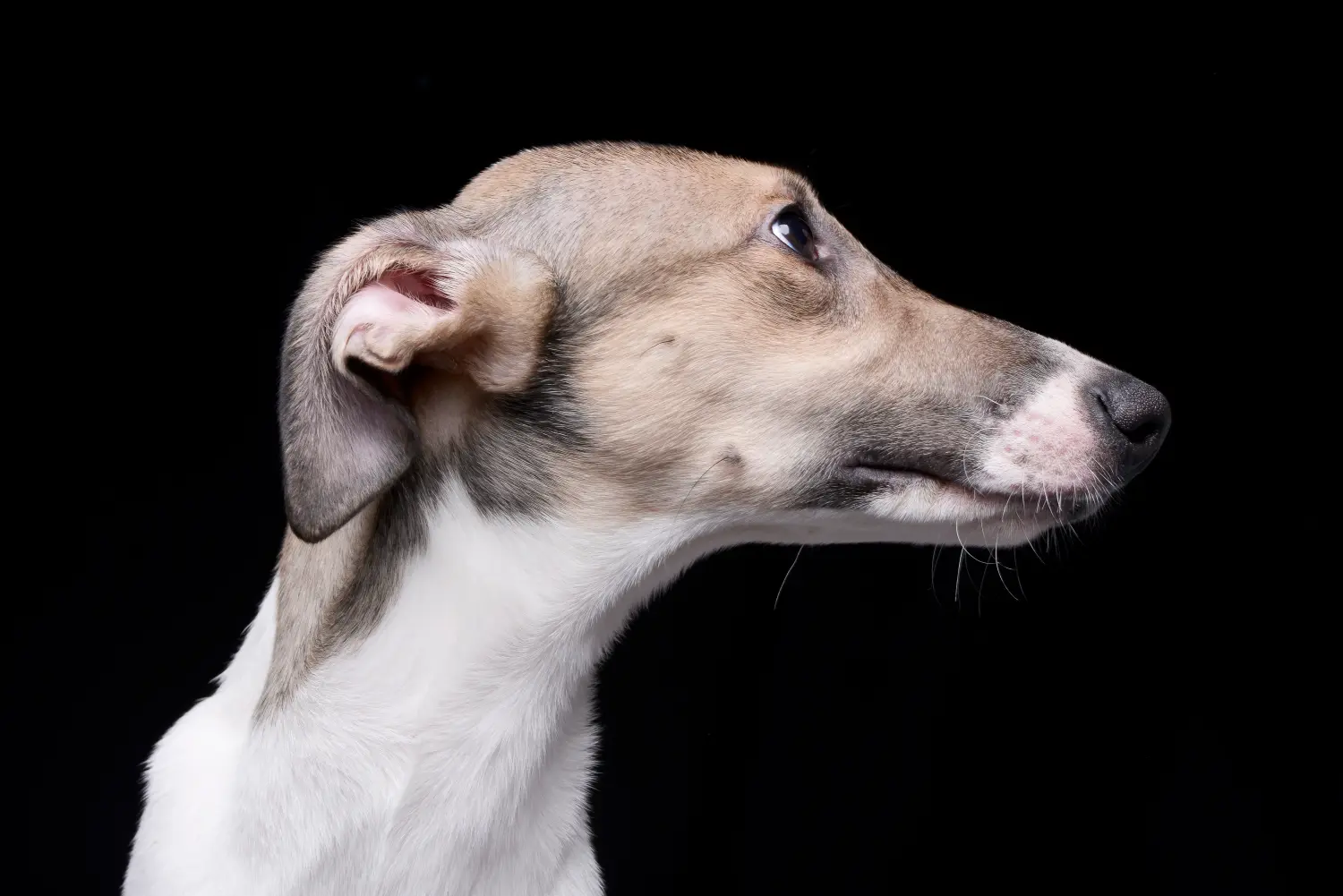 Buying a Magyar Agar puppy means taking responsibility! Buy Magyar Agar puppies.