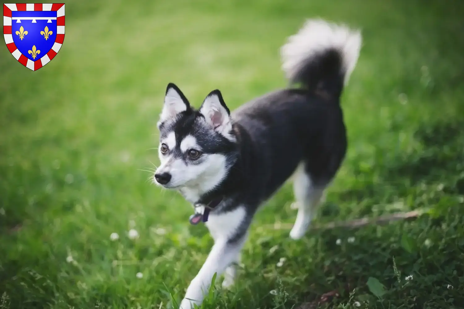Alaskan Clover Kai puppies and breeders Center-Val de Loire Here you can find Alaskan Klee Kais breeders in Centre-Val de Loire.